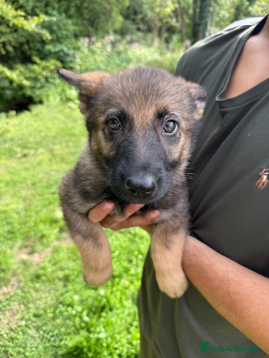 German Shepherd dogs for sale: Germany 🇩🇪 shepherd puppies dogs 🐕 big boned - Image 6