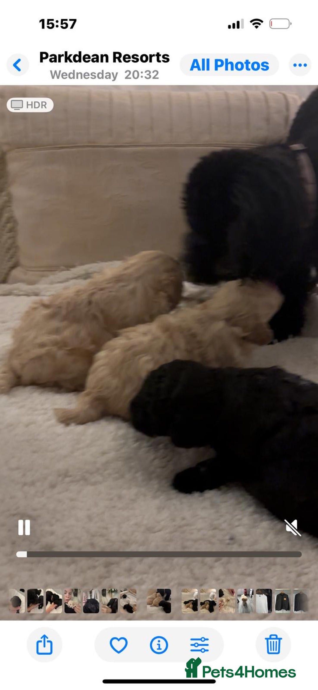 Poochon dogs for sale: Toy poodle pochons - Advert 6