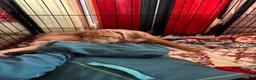 Rhodesian Ridgeback dogs for sale: Exceptionally Health Tested KC Ridgeback Puppies - Advert 24