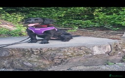 Mixed Breed dogs for sale: Loving home needed for 7 month old - Image 2