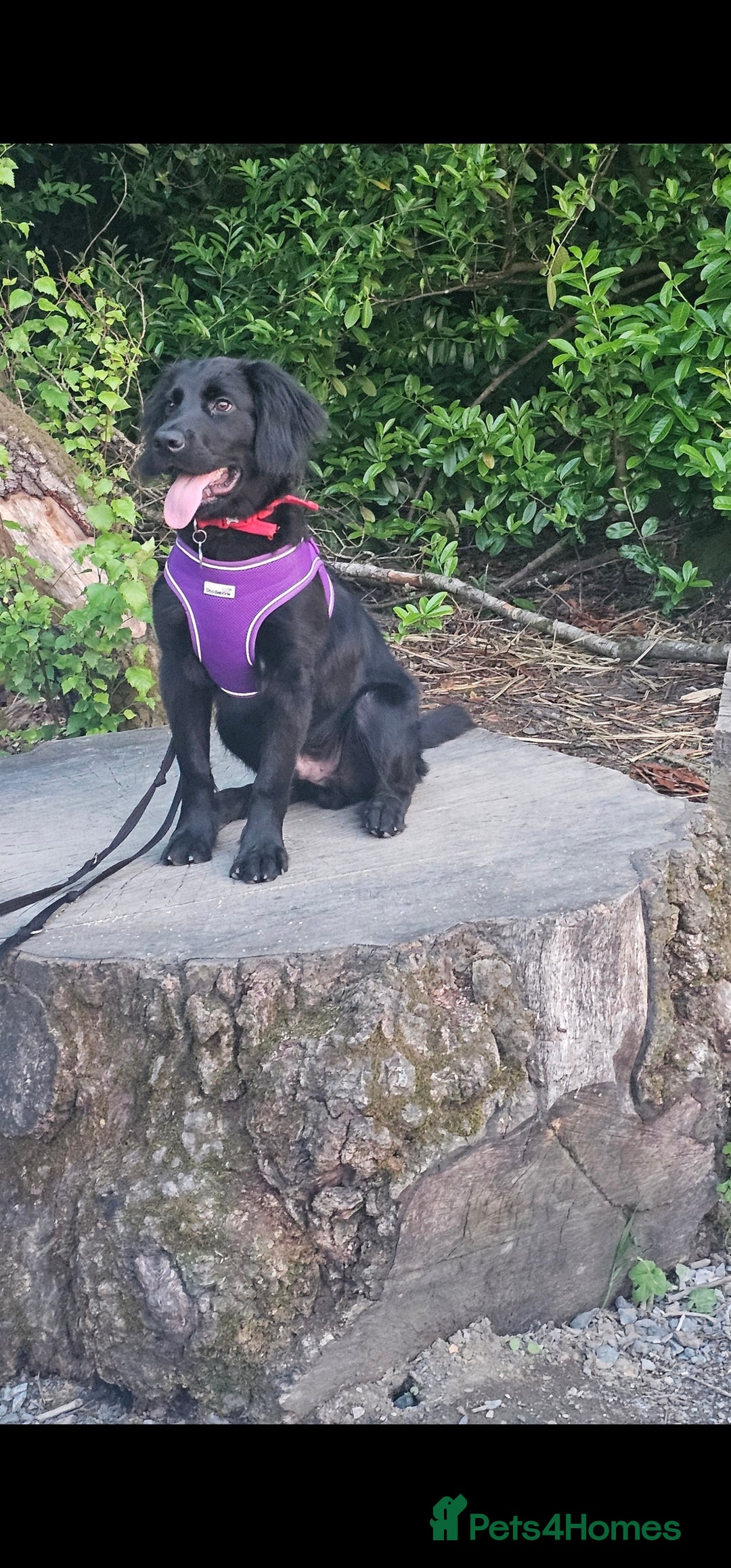 Mixed Breed dogs for sale: Loving home needed for 7 month old - Image 2