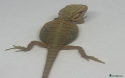 Bearded Dragon reptiles for sale: Baby beardies - Image 15