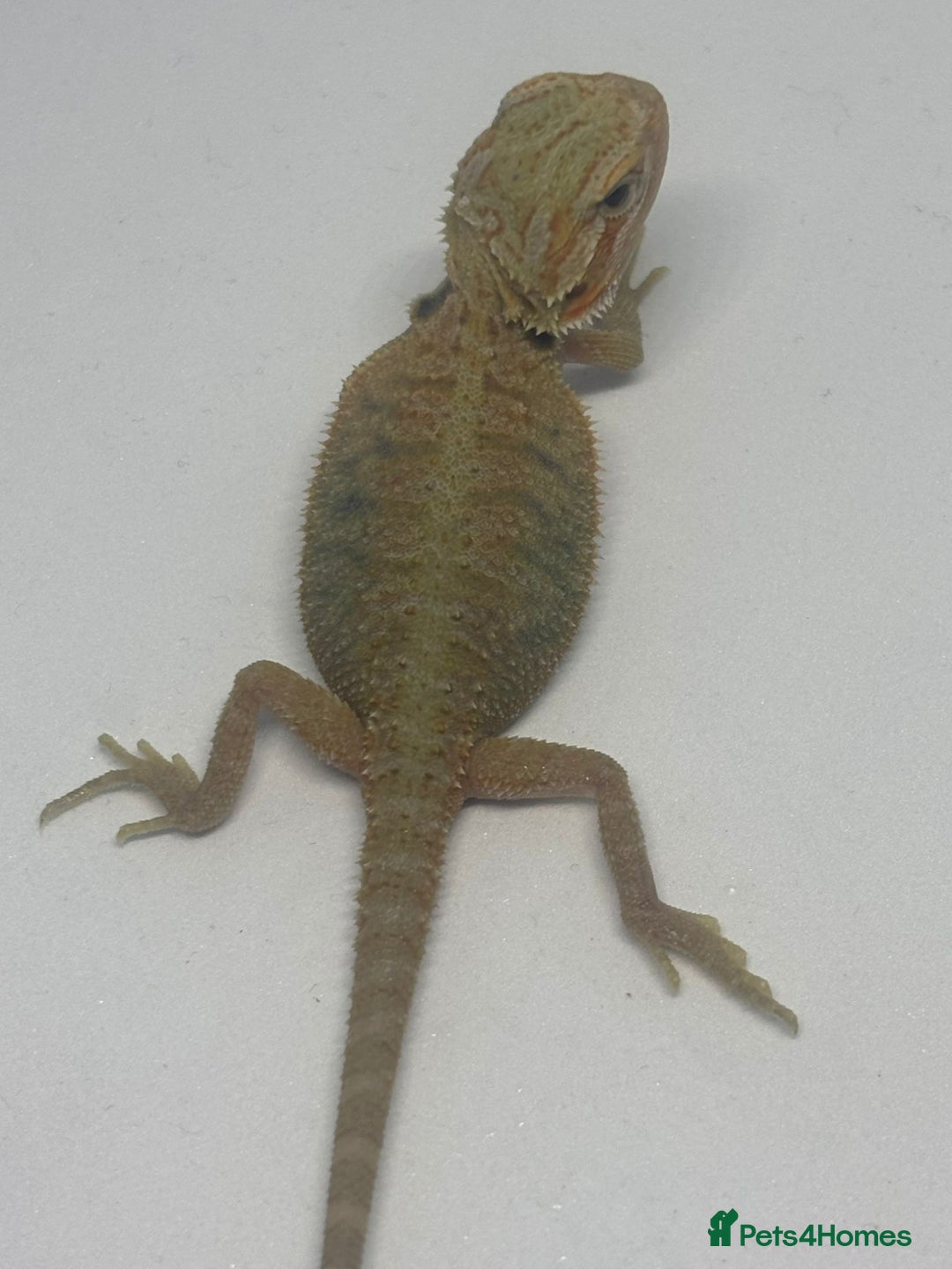Bearded Dragon reptiles for sale: Baby beardies - Image 15