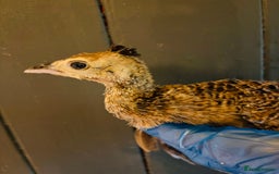 Peafowl poultry for sale: Peachick for sale - Image 3