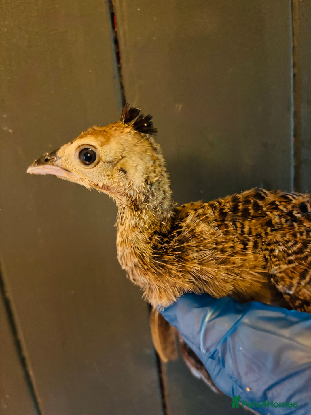 Peafowl poultry for sale: Peachick for sale - Image 3