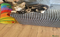 British Shorthair cats for sale: kitten  - Image 1