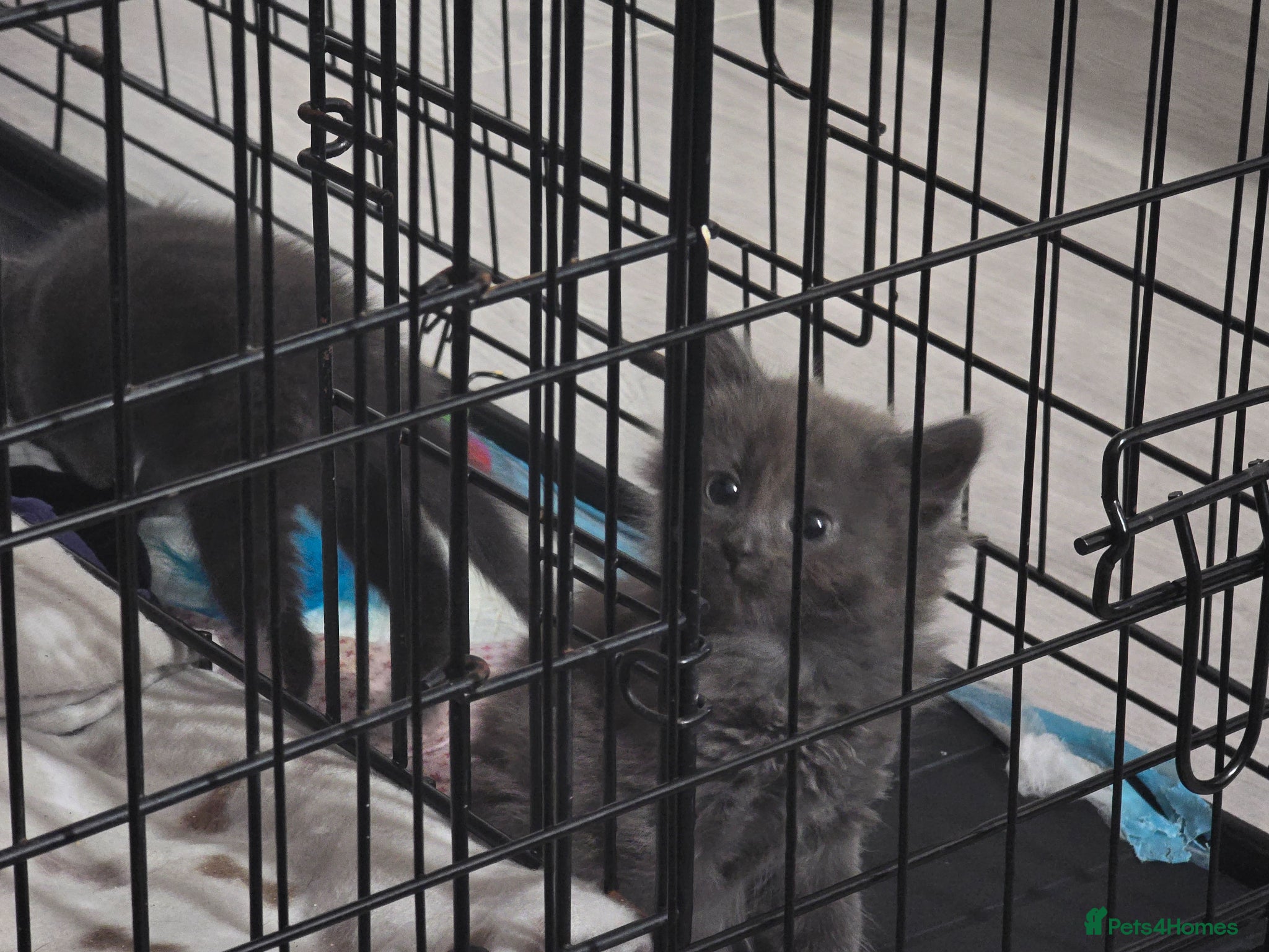 Mixed Breed cats 1 GREY BOY READY NOW‼️ - Advert 2