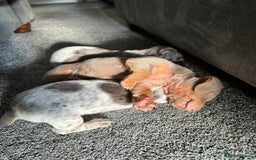 Miniature Dachshund dogs for sale: Miniature dachshund puppies - Image 15