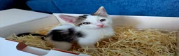 Mixed Breed cats for sale: Adorable & Extremely Affectionate Male Kittens - Advert 3