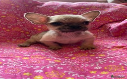 Mixed Breed dogs for sale: Beautiful french bulldog/shit zhu babies  - Image 4