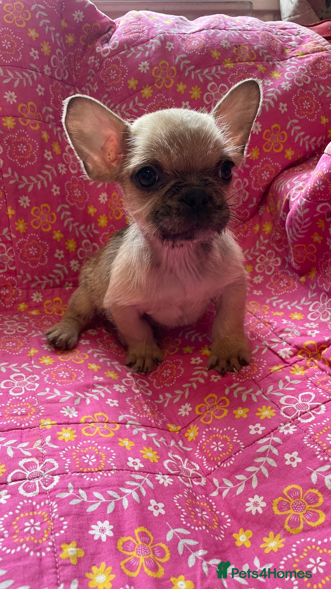 Mixed Breed dogs for sale: Beautiful french bulldog/shit zhu babies  - Image 4