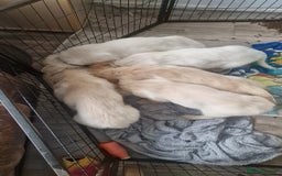 Golden Retriever dogs for sale: 🐾🐕 3 male Golden Retriever Puppies 🐶 🐕‍🦺 - Image 16