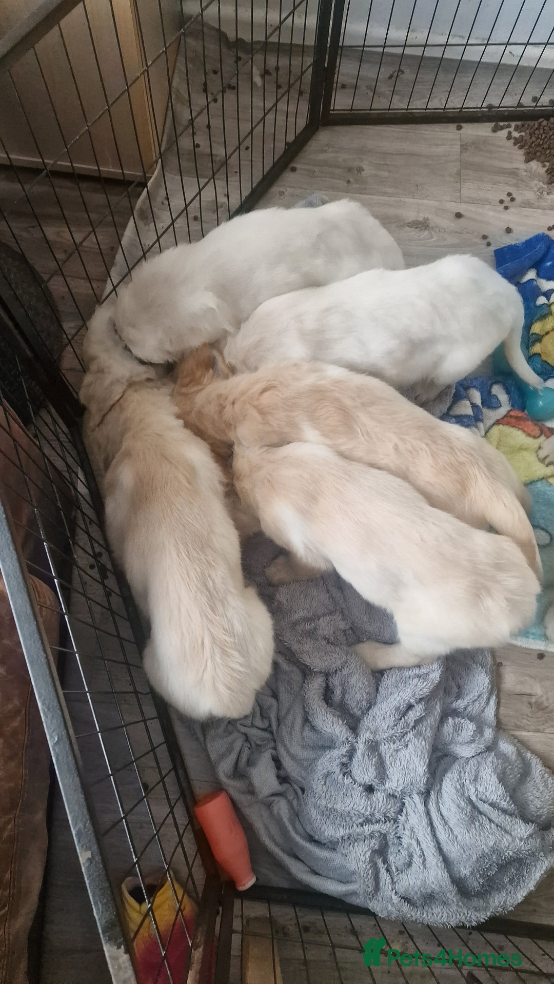 Golden Retriever dogs for sale: 🐾🐕 3 male Golden Retriever Puppies 🐶 🐕‍🦺 - Image 16