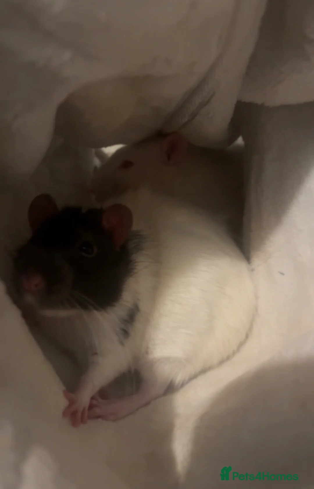Rat rodents for sale: Two rats for rehoming  in Ipswich - Advert 1