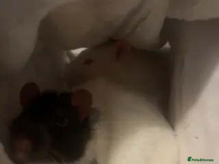 Rat rodents Two rats for rehoming - Advert 1