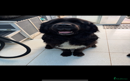 Newfoundland dogs for sale: Newfoundland puppies - Image 25