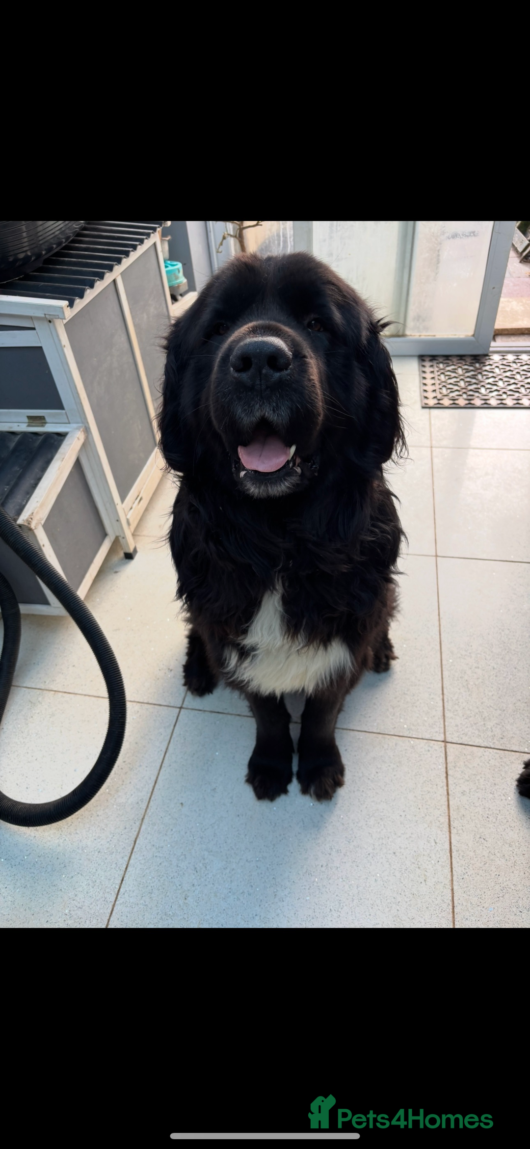 Newfoundland dogs for sale: Newfoundland puppies - Image 25