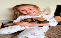 Mixed Breed cats for sale: Super friendly, fluffy kittens! 😻 - Image 34