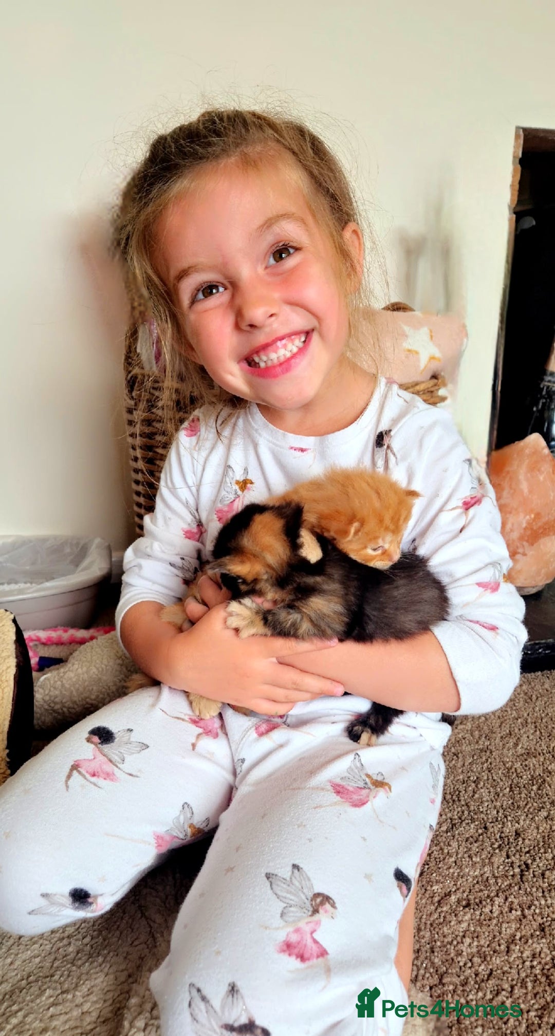 Mixed Breed cats for sale: Super friendly, fluffy kittens! 😻 - Image 34