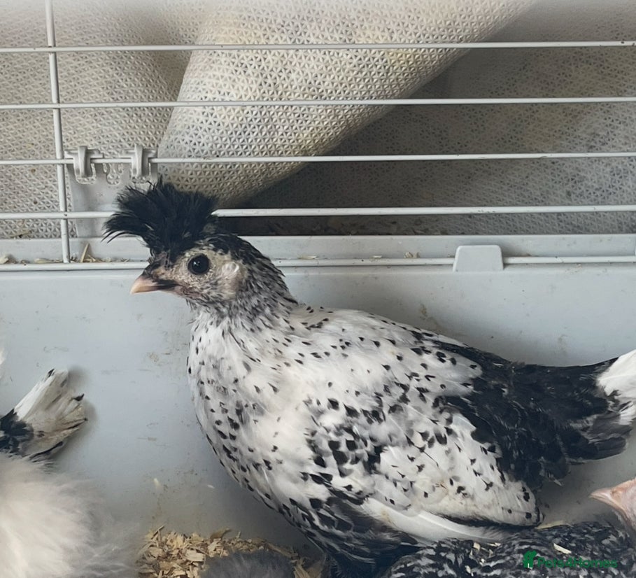 Chickens poultry for sale:  Appenzeller, Pekin, Brakel, Guinea Fowl, Bobwhite in Aberaeron - Advert 10