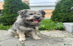 Mixed Breed dogs for adoption: 💙🐶 TEDDI 🐶💙 - Image 6