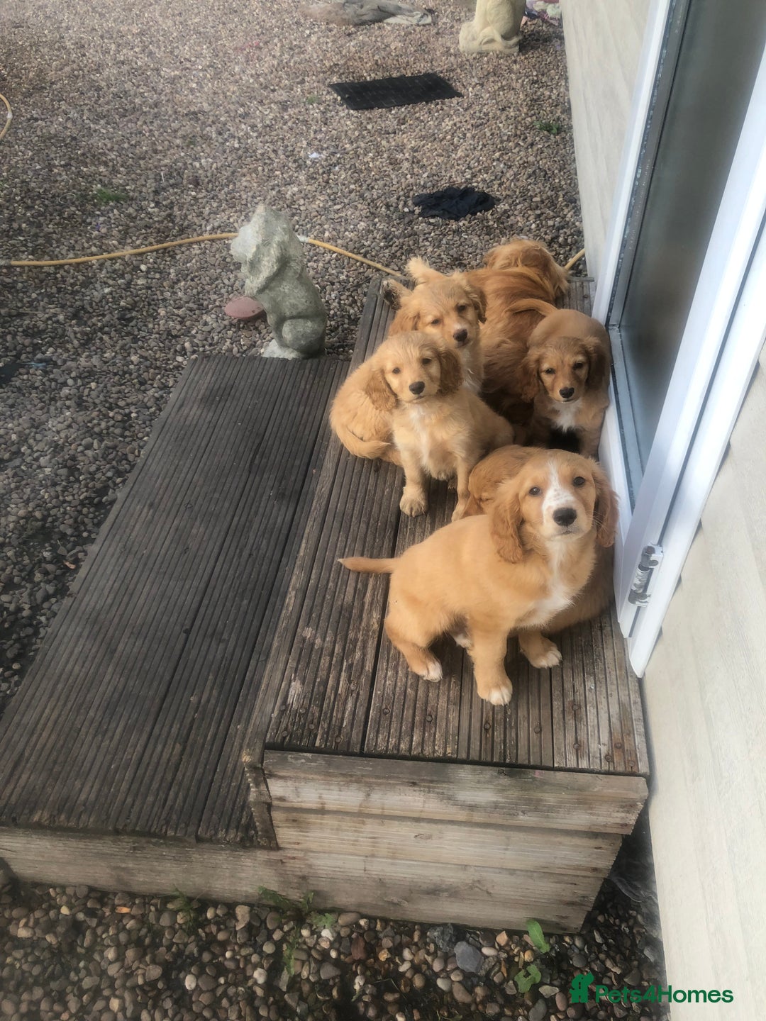 Mixed Breed dogs for sale: 5 adorable puppies - Image 3