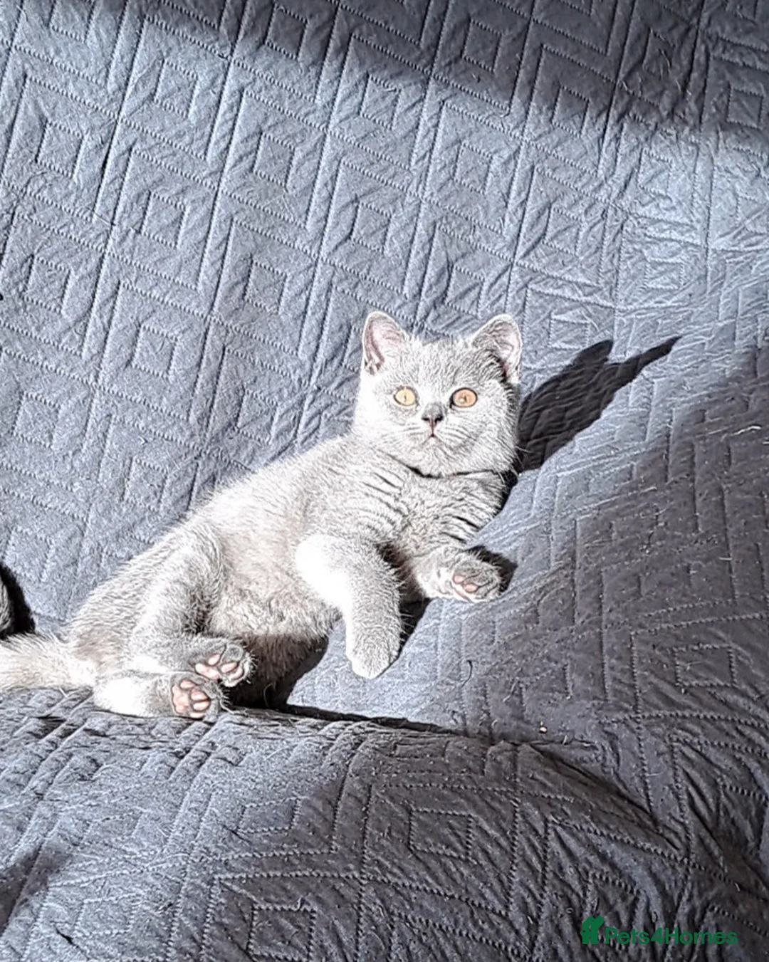 British Shorthair cats for sale: British Shorthair Blue is AVAILABLE  - Advert 7
