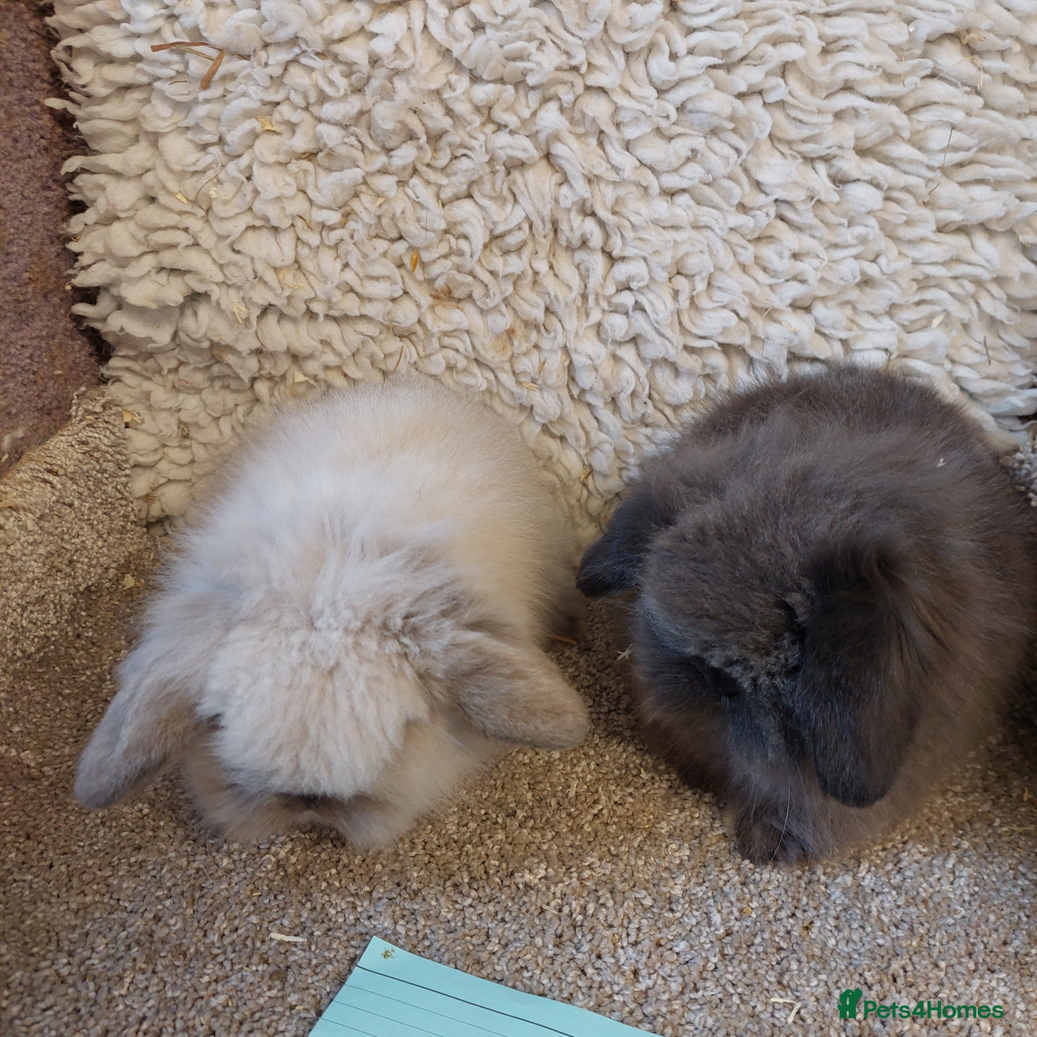 Mini Lop rabbits  Beautifull mini lionlop babys ready to reserve  - Advert 18