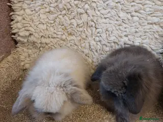 Mini Lop rabbits Beautifull mini lionlop babys ready to reserve - Advert 18