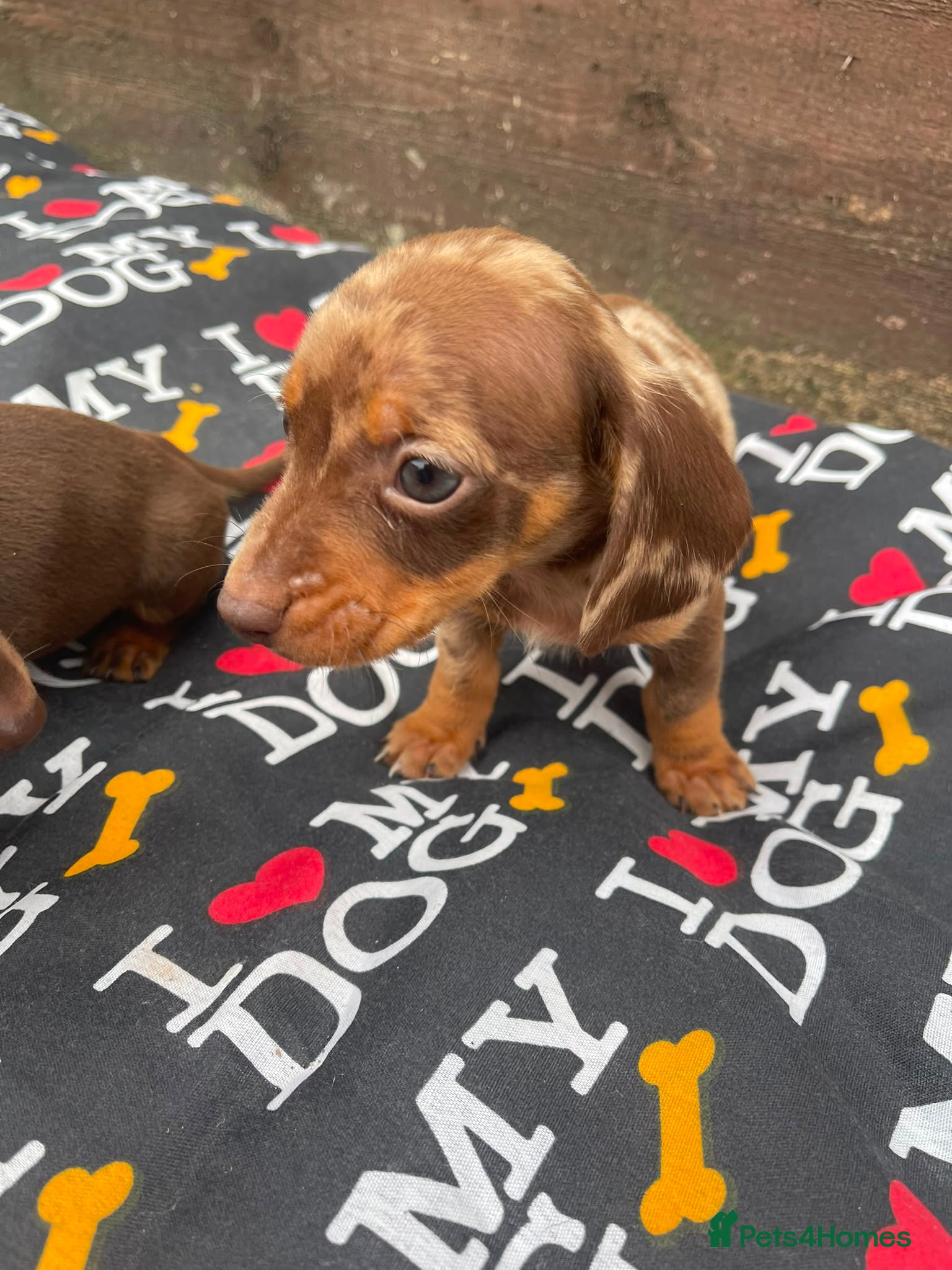Dachshund dogs 6 wonderful dachshund puppies ready for new home  - Advert 4