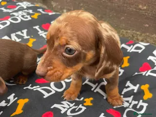 Dachshund dogs 6 wonderful dachshund puppies ready for new home - Advert 4