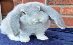 French Lop rabbits for sale: Beautiful French Lops - Image 6