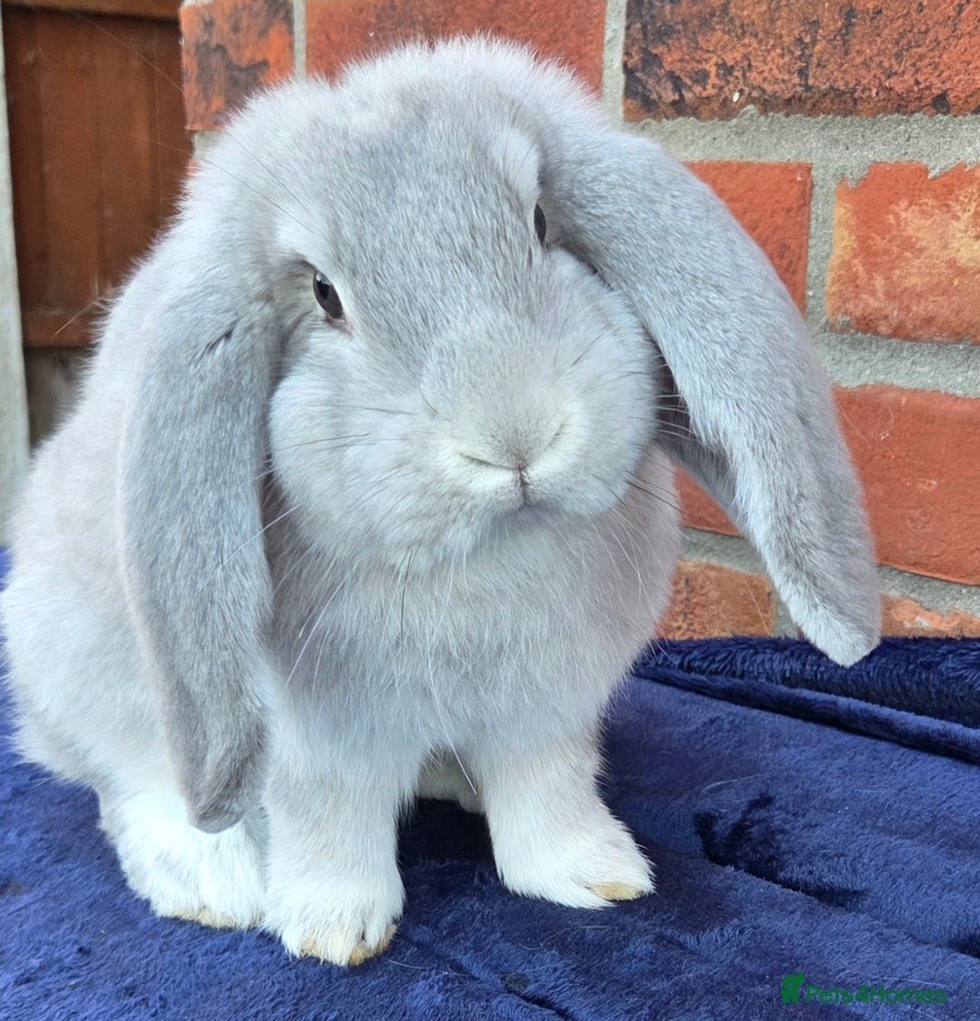 French Lop rabbits for sale: Beautiful French Lops - Image 6
