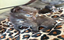 Mixed Breed cats for sale: Mix litter of 6  - Image 6
