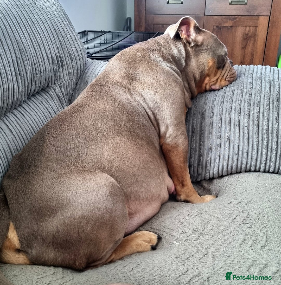 Olde English Bulldogge dogs for sale: Genetic Clear, Hip & Elbow Graded Breeding - Image 32