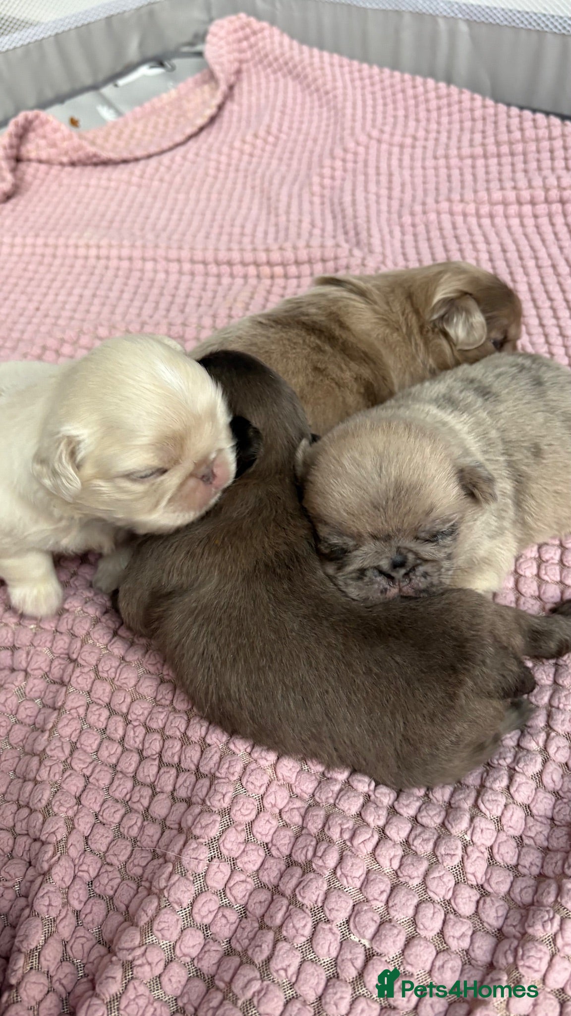 Pug dogs Last little pug puppy  - Advert 10