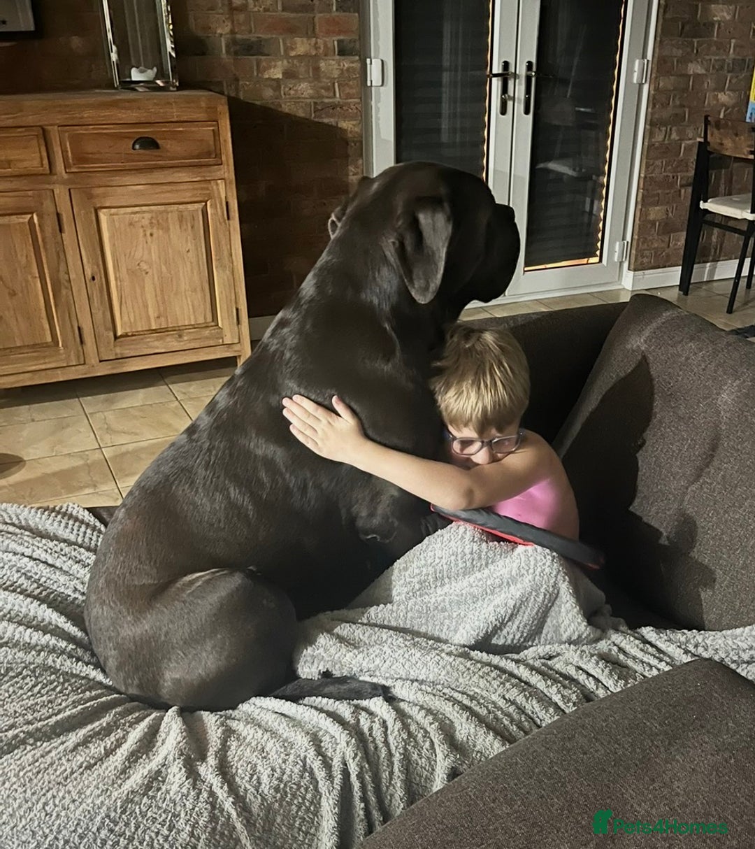Cane Corso dogs for sale: Biff the Cane Corso gentle giant  - Advert 9