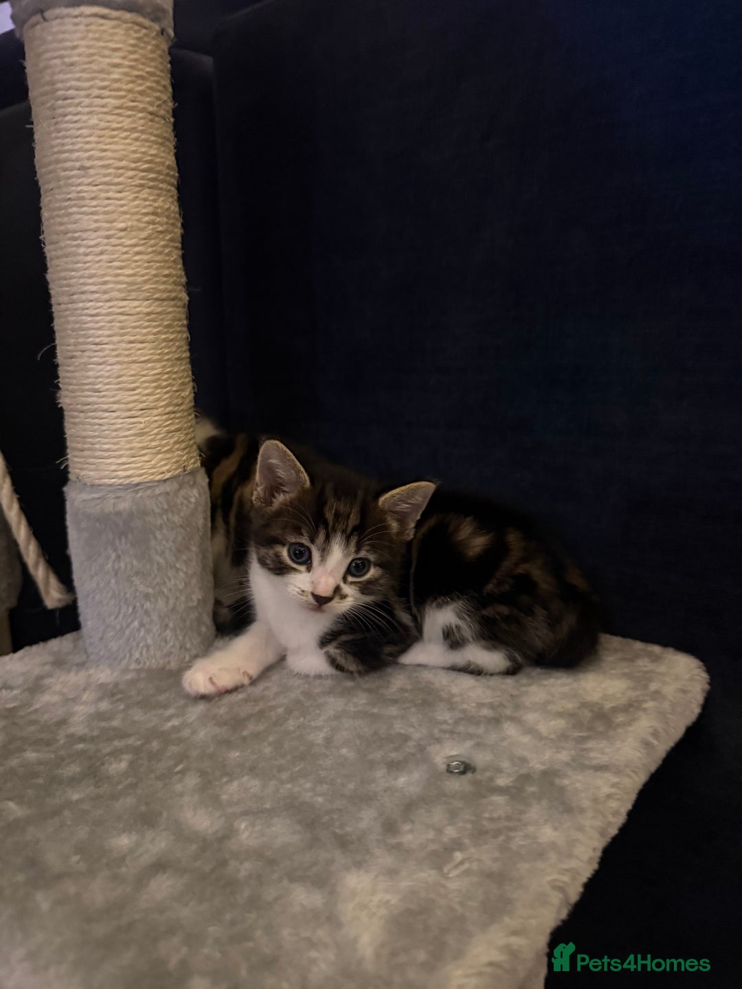 Mixed Breed cats for sale: 4 Lovely Kittens - Advert 8