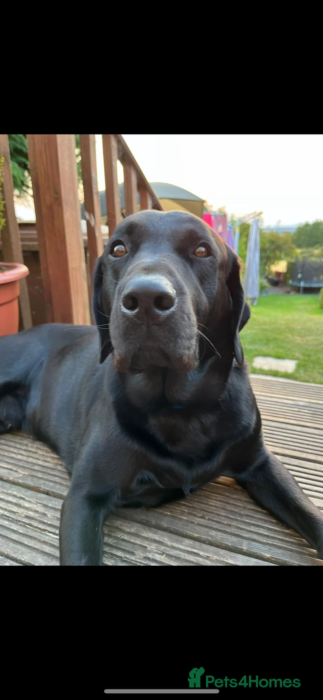 Labrador Retriever dogs for sale: Labrador pups kc registered *1 boy left* in Edinburgh - Image 3