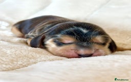 Cocker Spaniel dogs for sale: KC Reg Fully Health Tested Showline Cocker Spaniel - Image 14