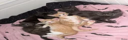 Mixed Breed cats for sale: Siamese Russian blue kittens  - Advert 16