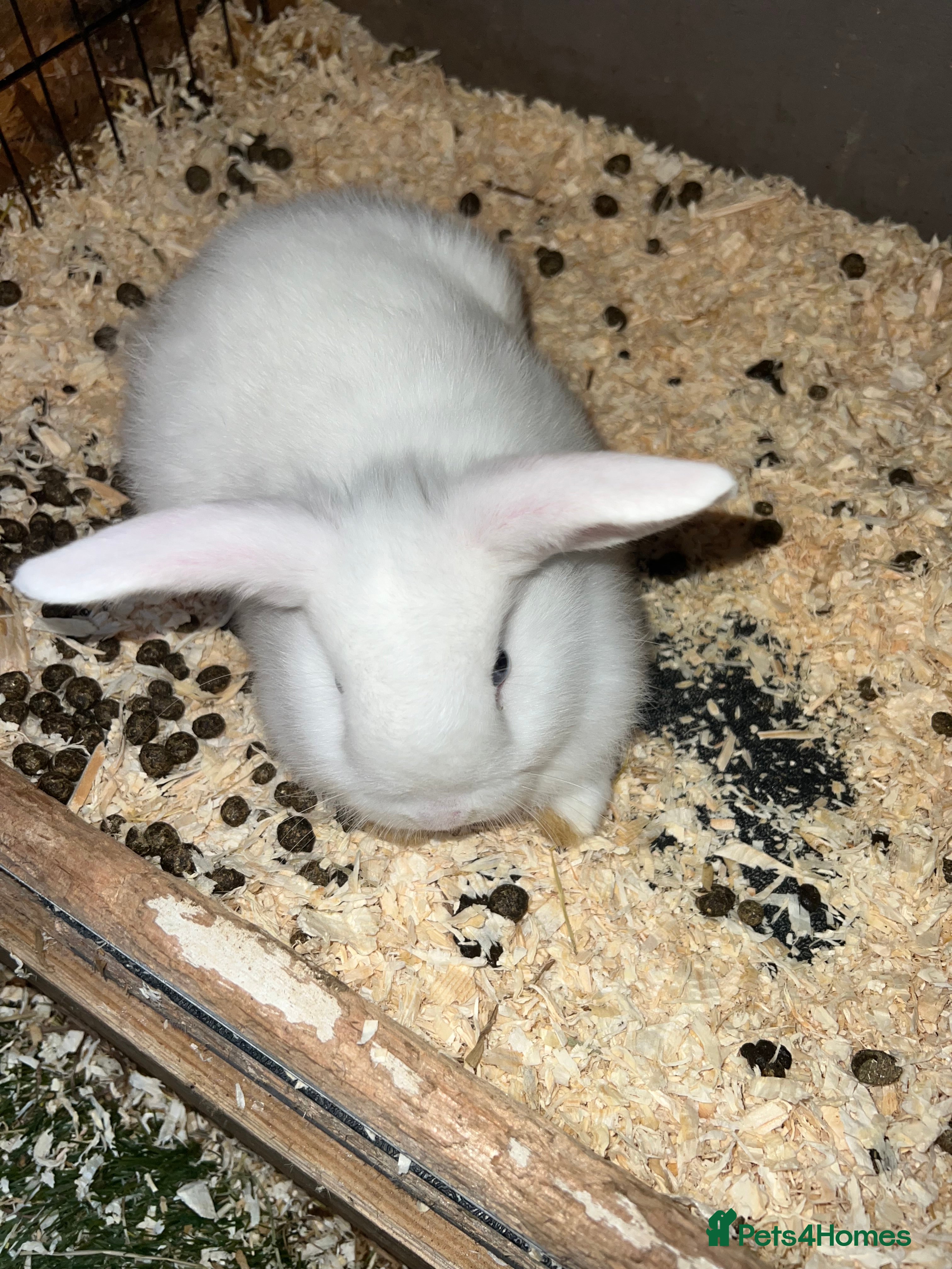 Mixed Breed rabbits Baby rabbits  in Gateshead - Advert 1