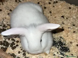 Mixed Breed rabbits Baby rabbits in Gateshead - Advert 1