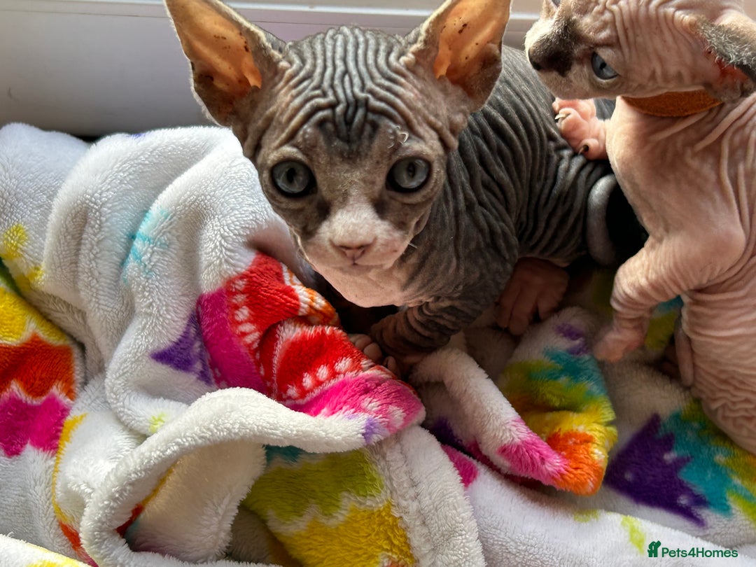 Sphynx cats for sale: Beautiful lot of Sphynx kittens from family pets - Image 2