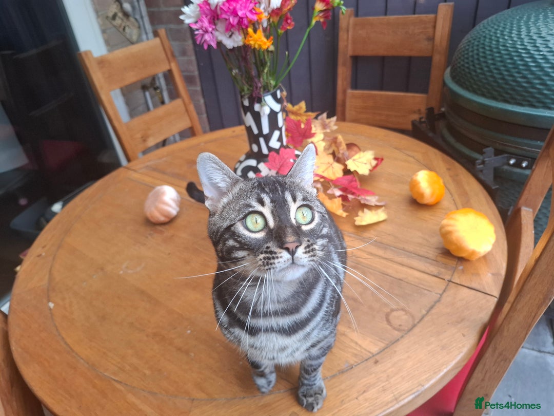 Bengal cats for stud: OUTSTANDING SILVER CHARCOAL BENGAL STUD - Image 1