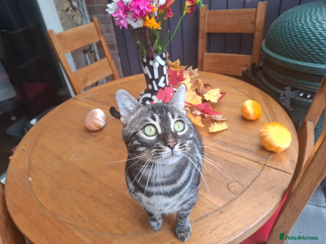 Bengal cats for stud: OUTSTANDING SILVER CHARCOAL BENGAL STUD - Advert 4