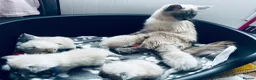 Ragdoll cats for sale: Beautiful Ragdoll kittens – 3 boys & 2 girls 🐾 - Advert 3