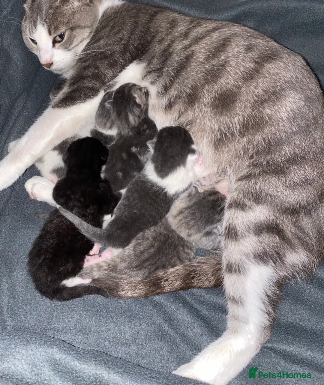 Bengal cats for sale: Female bengal x Russian blue mix kitten for sale  - Advert 1