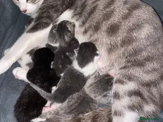 Bengal cats Female bengal x Russian blue mix kitten for sale - Advert 12