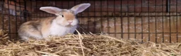 Mini Lop rabbits for sale: Gorgeous, friendly, ginger mini lop boys ready now - Advert 19